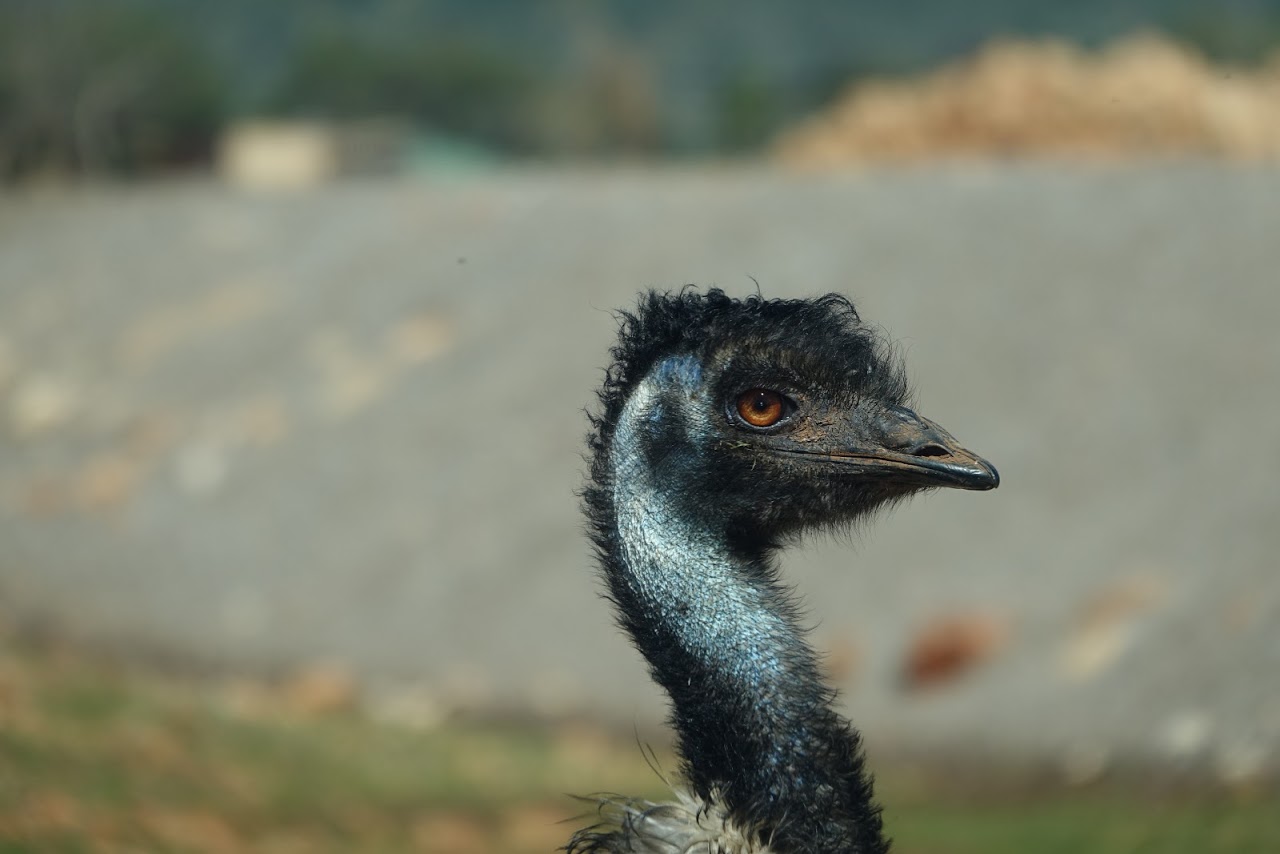 Emu