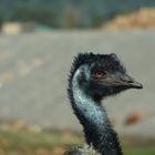 Emu