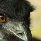 Emu