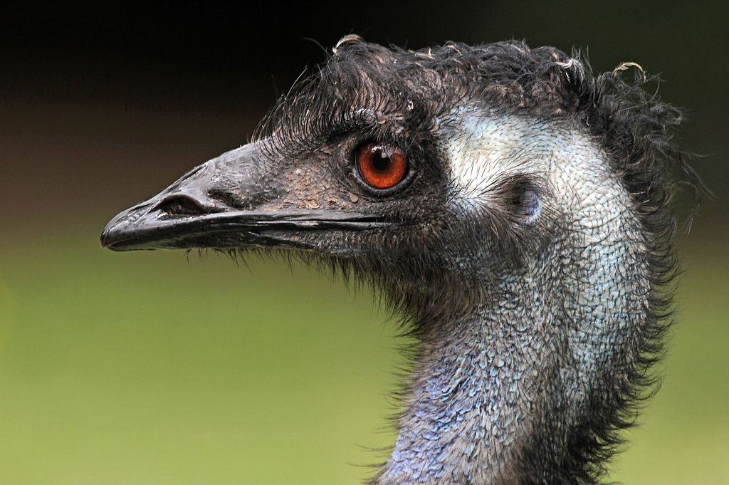 Emu