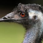 Emu