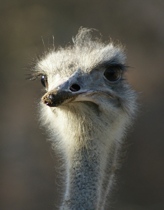 Emu