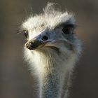 Emu