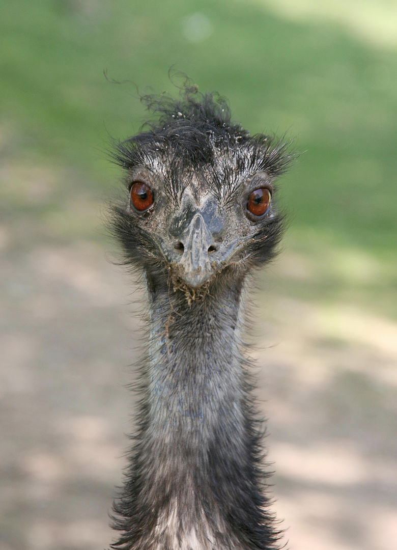 Emu