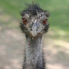 Emu