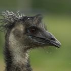 Emu