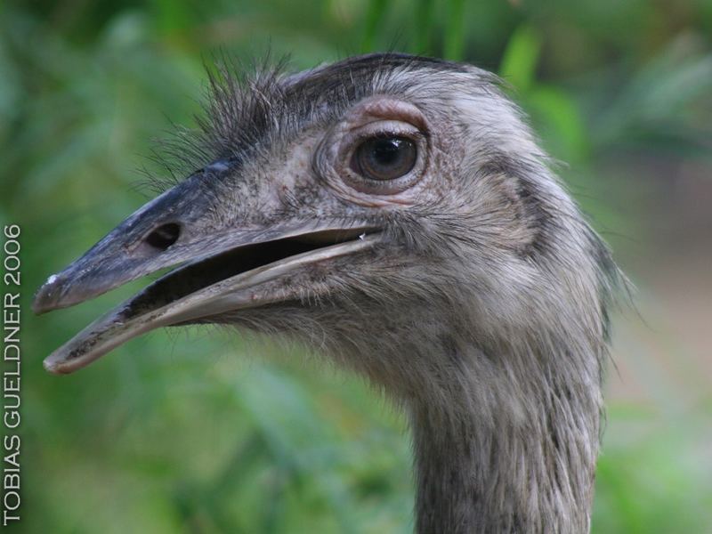 EMU