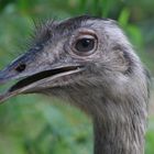 EMU