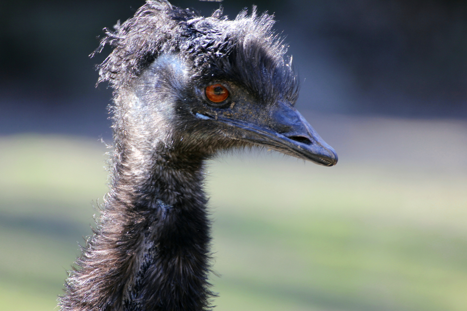 EMU