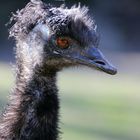 EMU