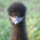 Emu