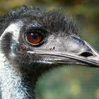 Emu