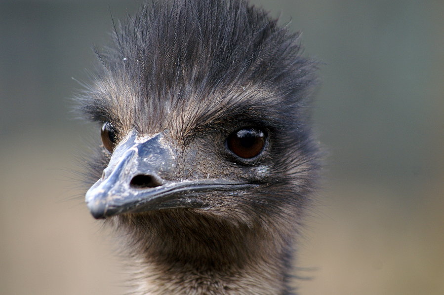 Emu