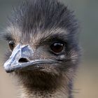 Emu