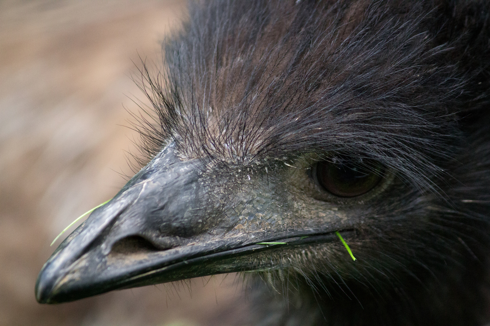 Emu Fred