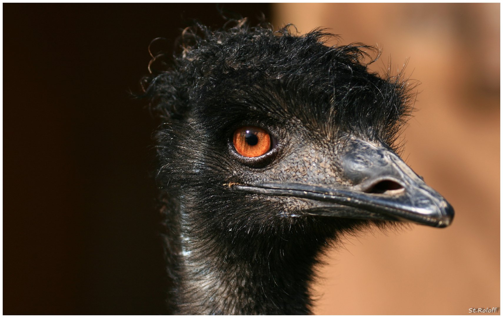 Emu, ganz nahe an der Linse !