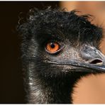 Emu, ganz nahe an der Linse !