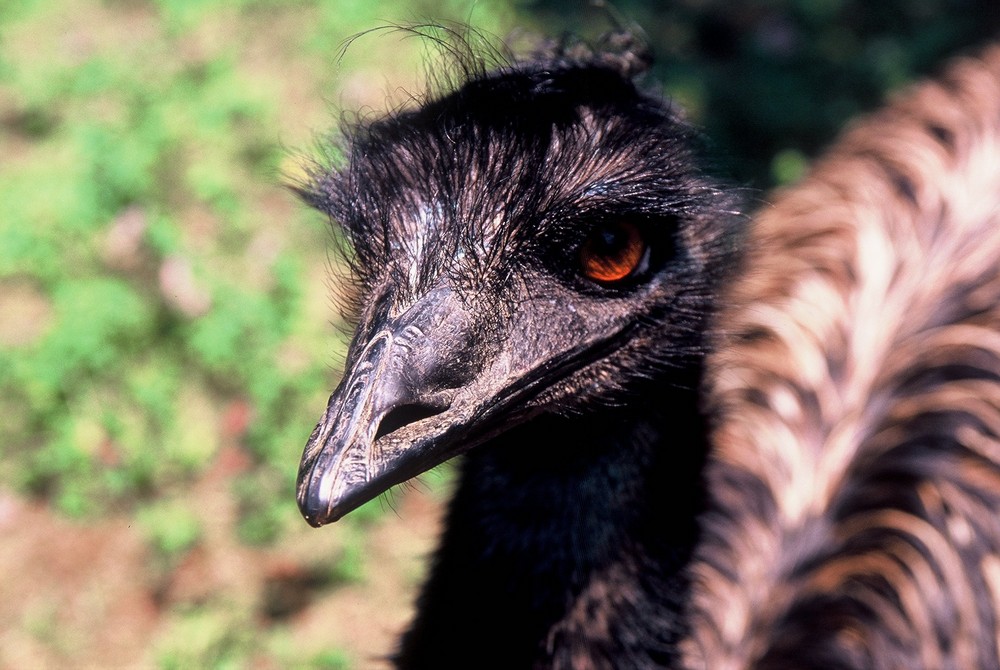 Emu halt....