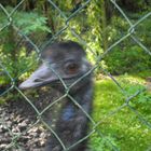 Emu hinter Gittern