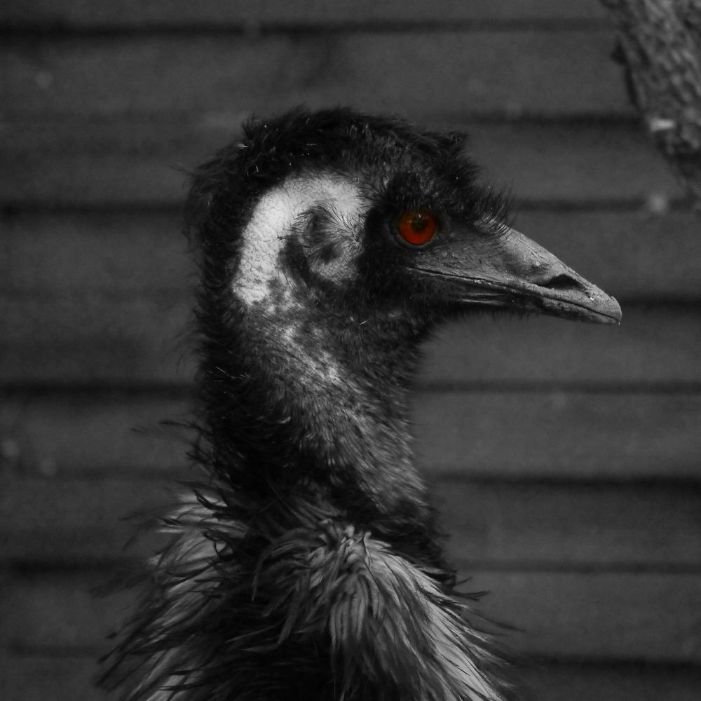 Emu (I)