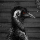 Emu (I)