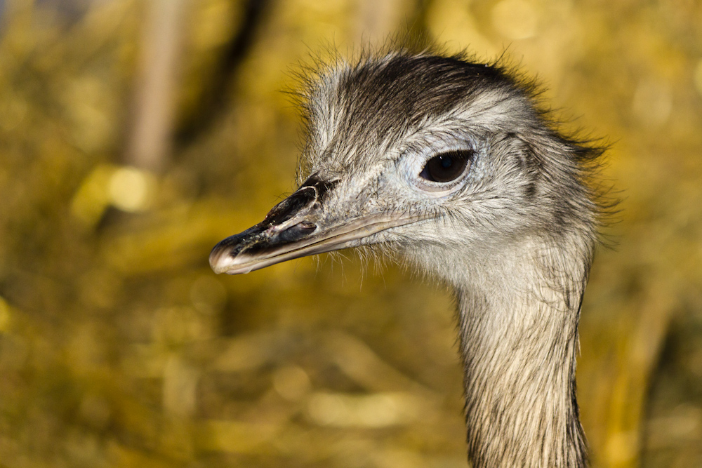 EMU II (der eigentlich ein  Nandu ist)