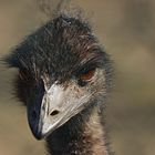 Emu III