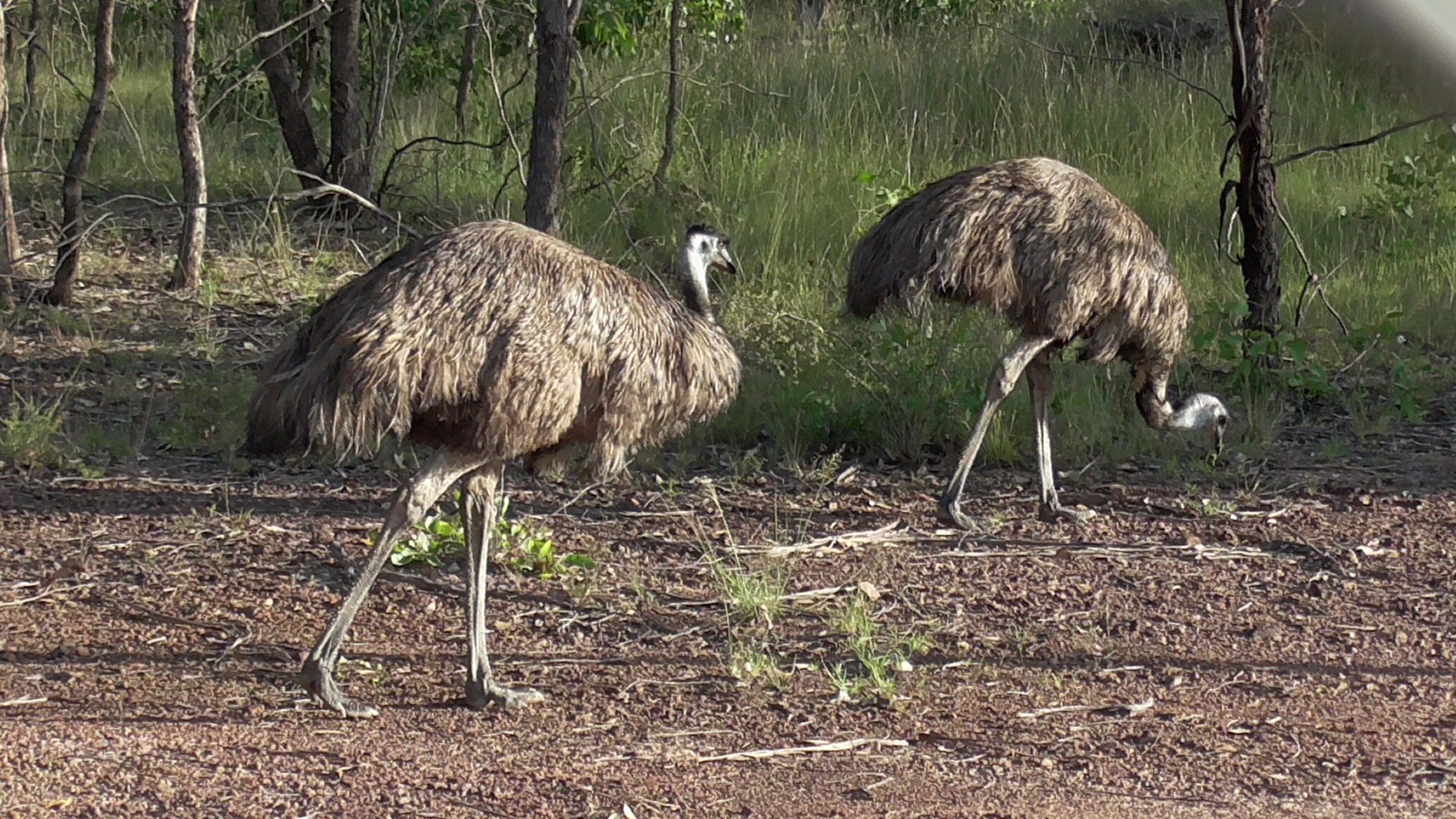 Emu im Busch