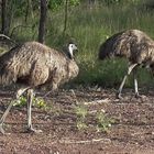 Emu im Busch