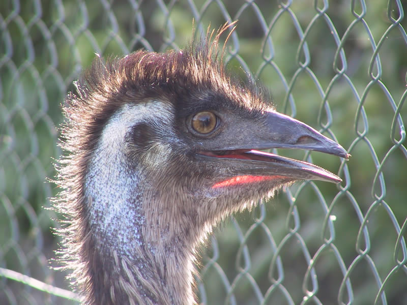 Emu im Garten