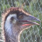 Emu im Garten