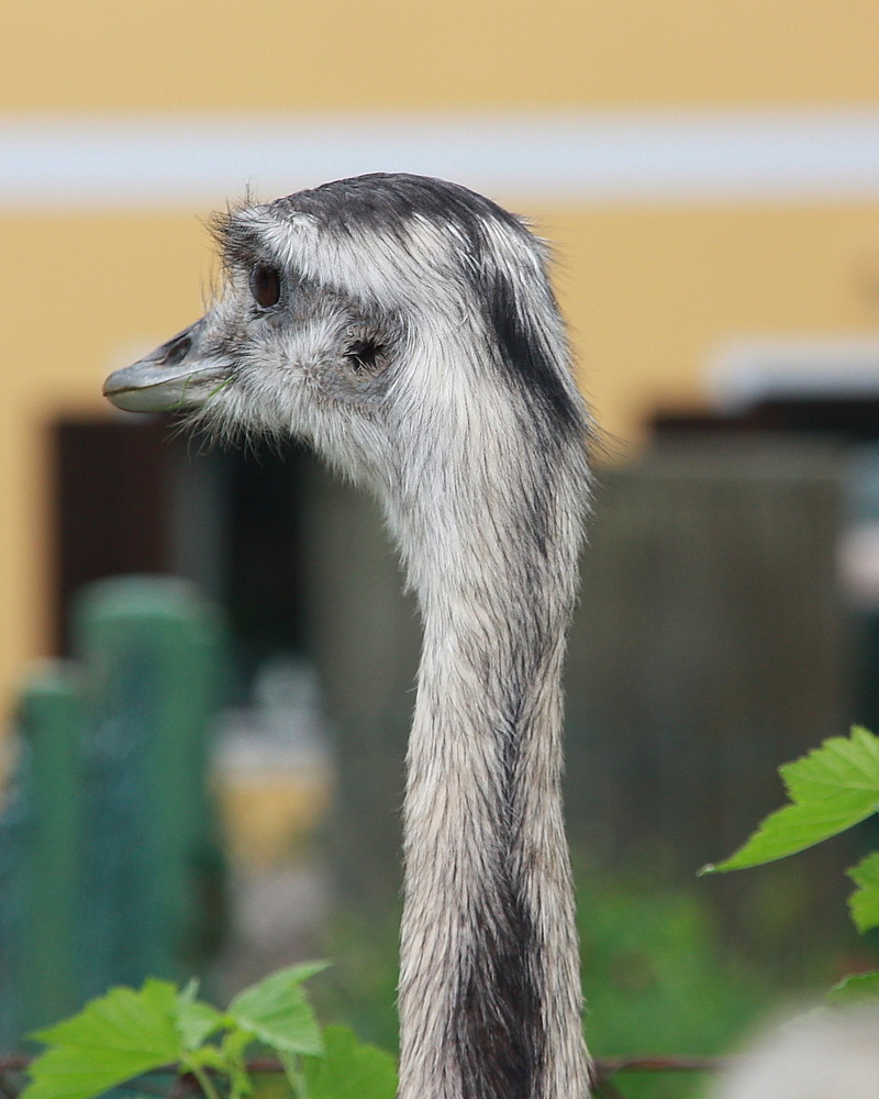 Emu im Garten von hinten ;-)