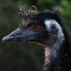 Emu, im Gegenlicht am Abend...