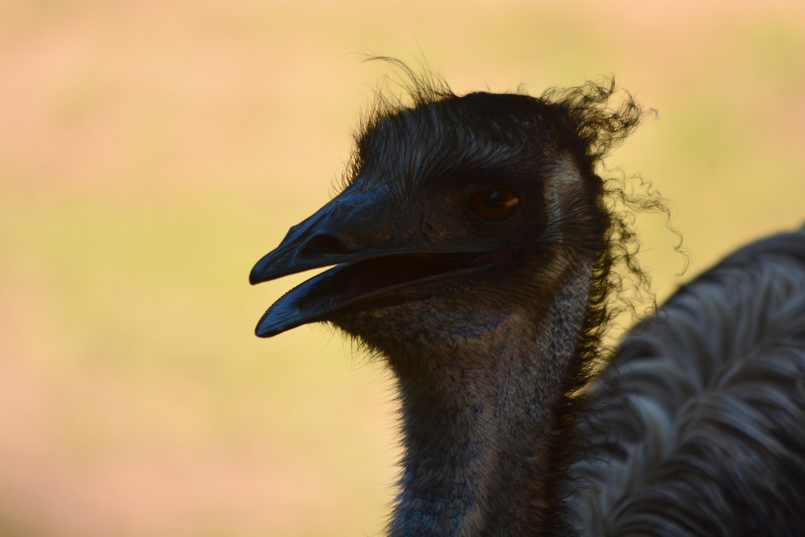 Emu im Gegenlicht (c)