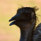 Emu im Gegenlicht (c)