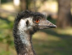 Emu im Koalapark