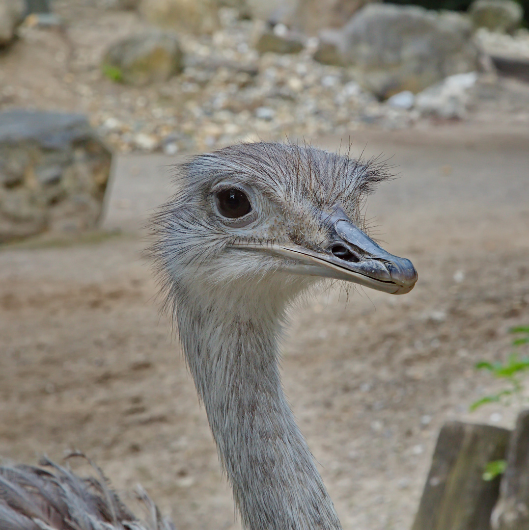 Emu im Krefelder Zoo