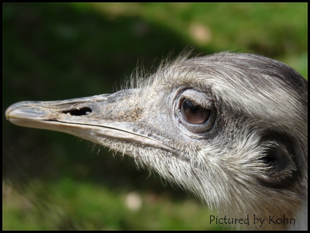 Emu im Park