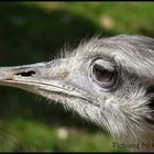 Emu im Park