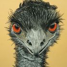 Emu im Porträt - mit Pastellkreide gemalt