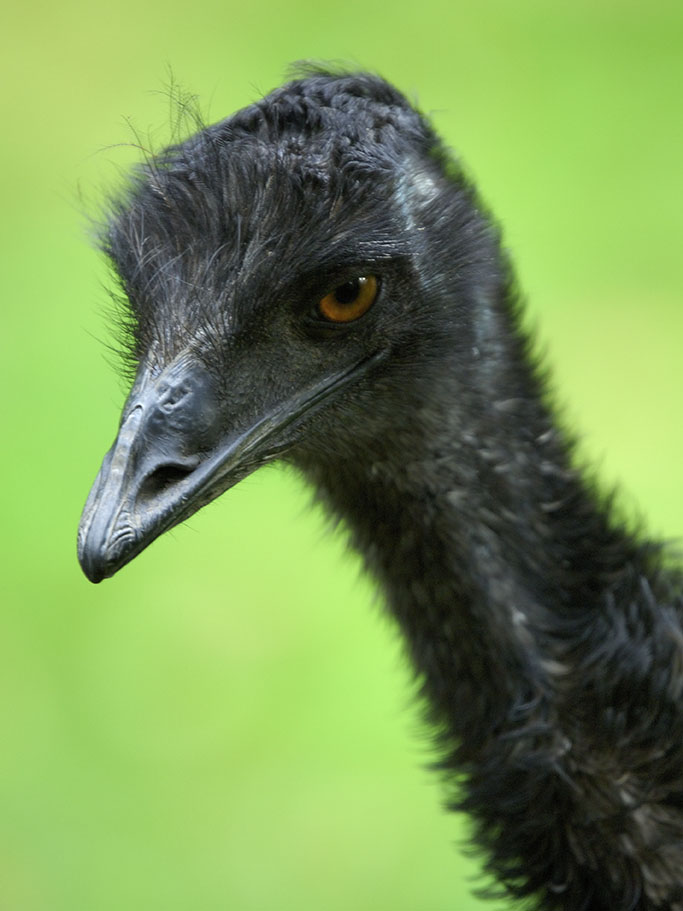 Emu im Portrait