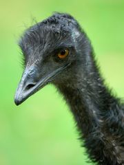 Emu im Portrait