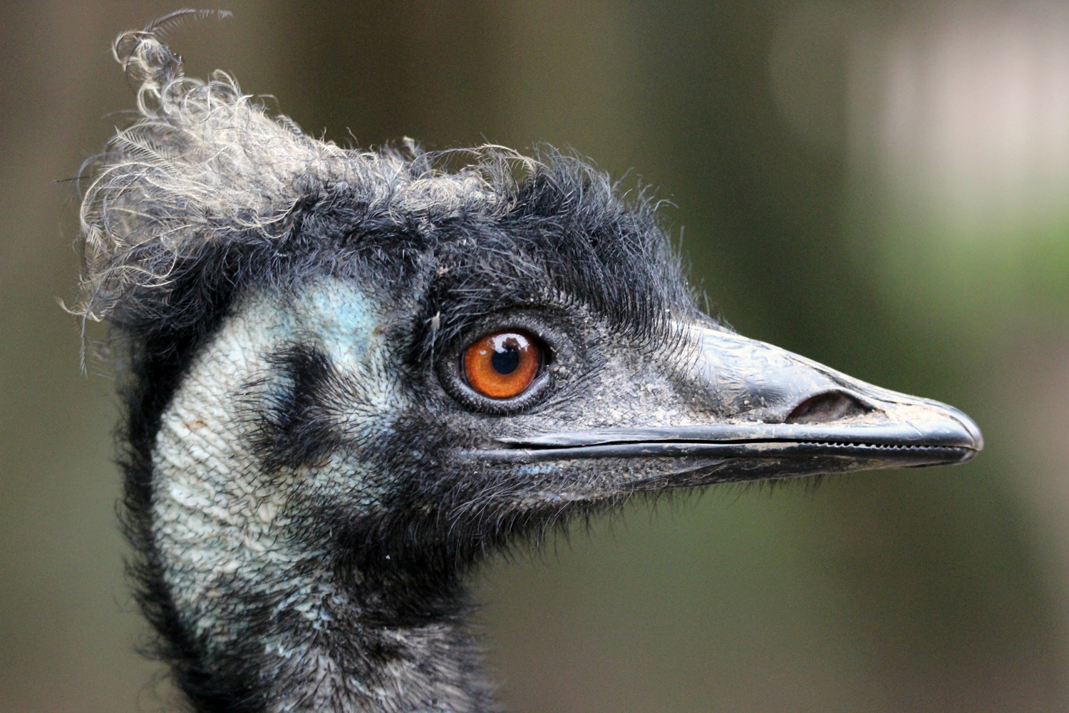 Emu im Profil