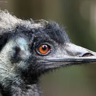 Emu im Profil