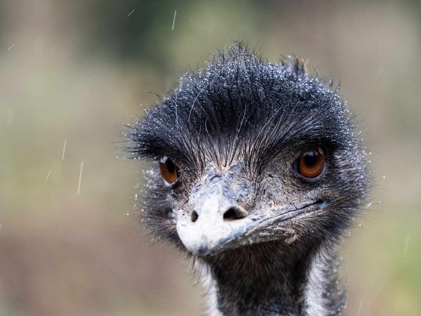 Emu im Regen