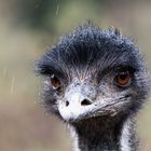 Emu im Regen