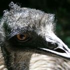 Emu im Schonbrunn