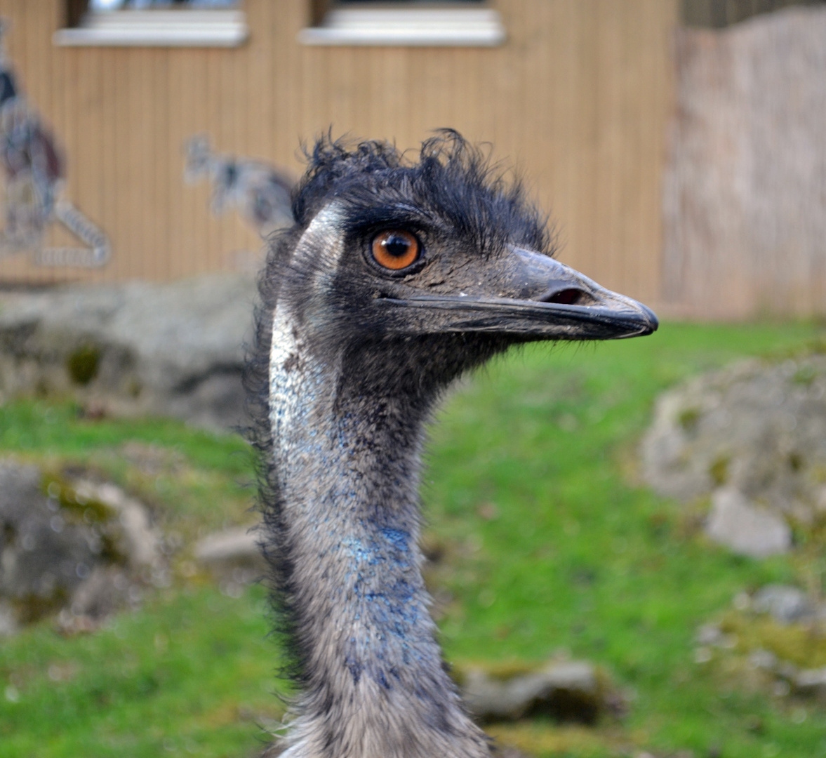 Emu im Tiergarten Straubing