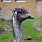 Emu im Tiergarten Straubing