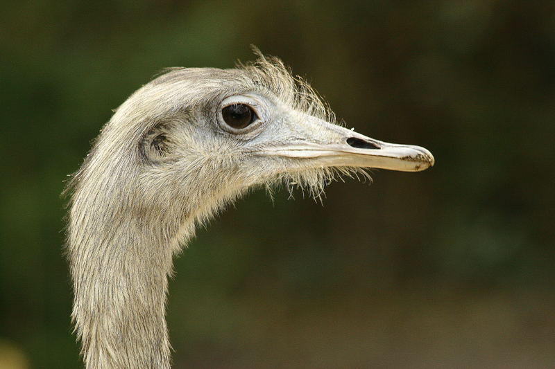 Emu im Tierpark Hamm